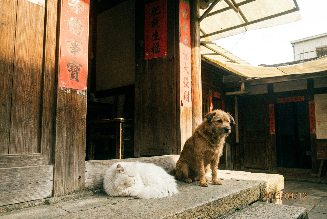 🐱🐶貓狗發情的反應與解決方式