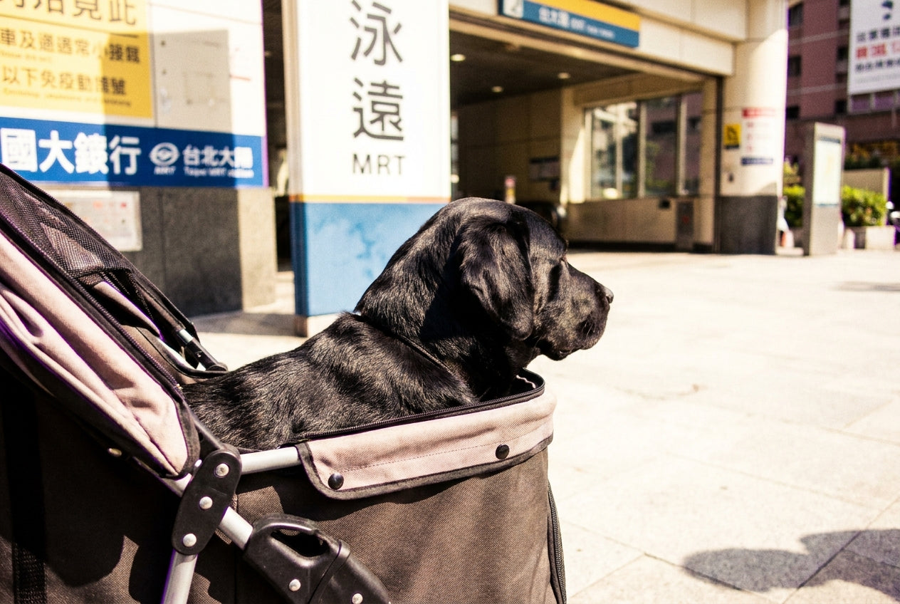 狗狗心臟健康完整指南｜寵物健康守護