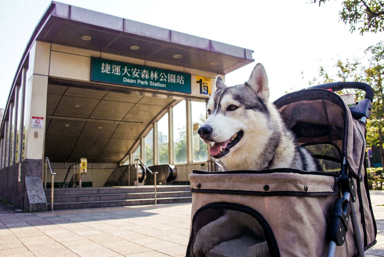 寵物保險值得買嗎？2026台灣寵物保險完整比較與推薦