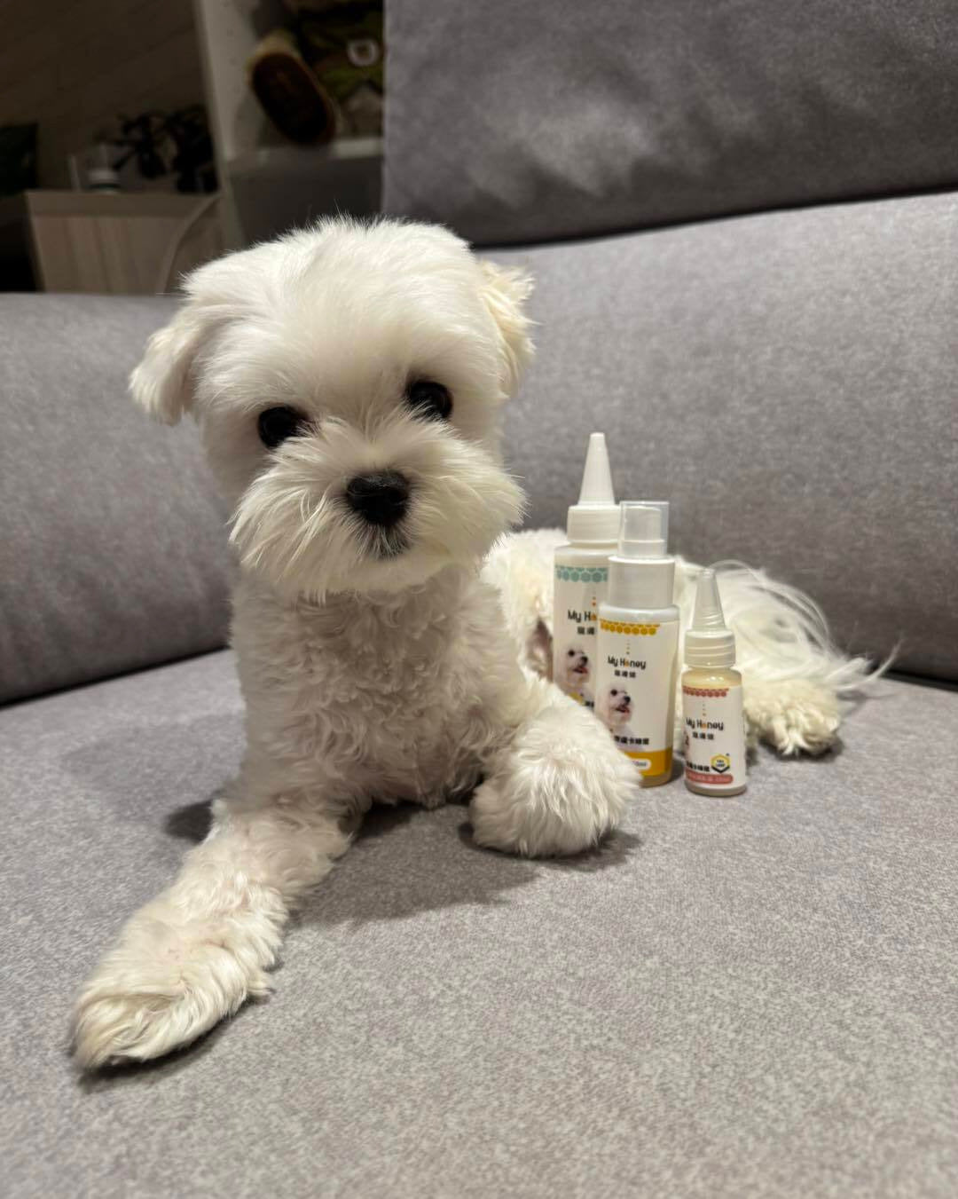 【嗨~我是努比】🐾 寵膚健三件組完整體驗心得