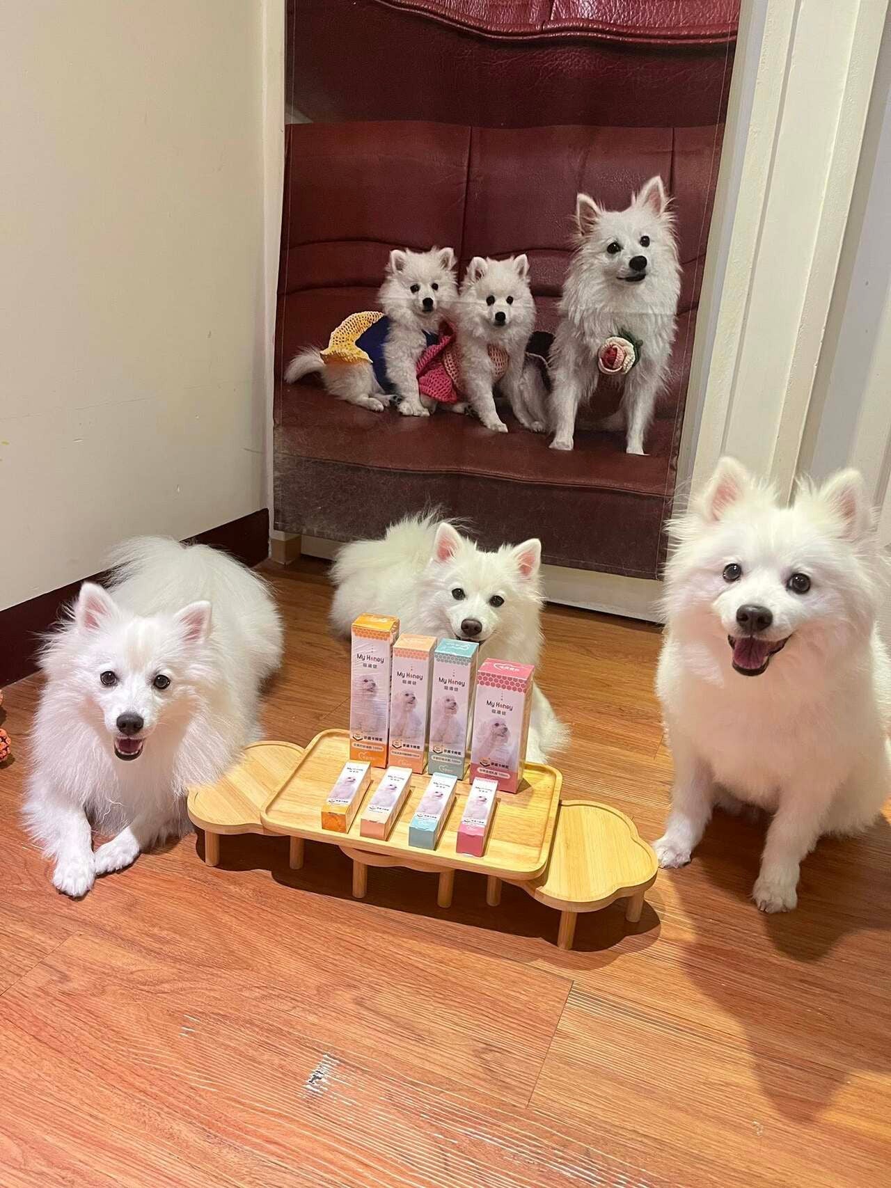 【幸狐一家狐狸犬】🦊 麥盧卡蜂蜜全系列搶先體驗