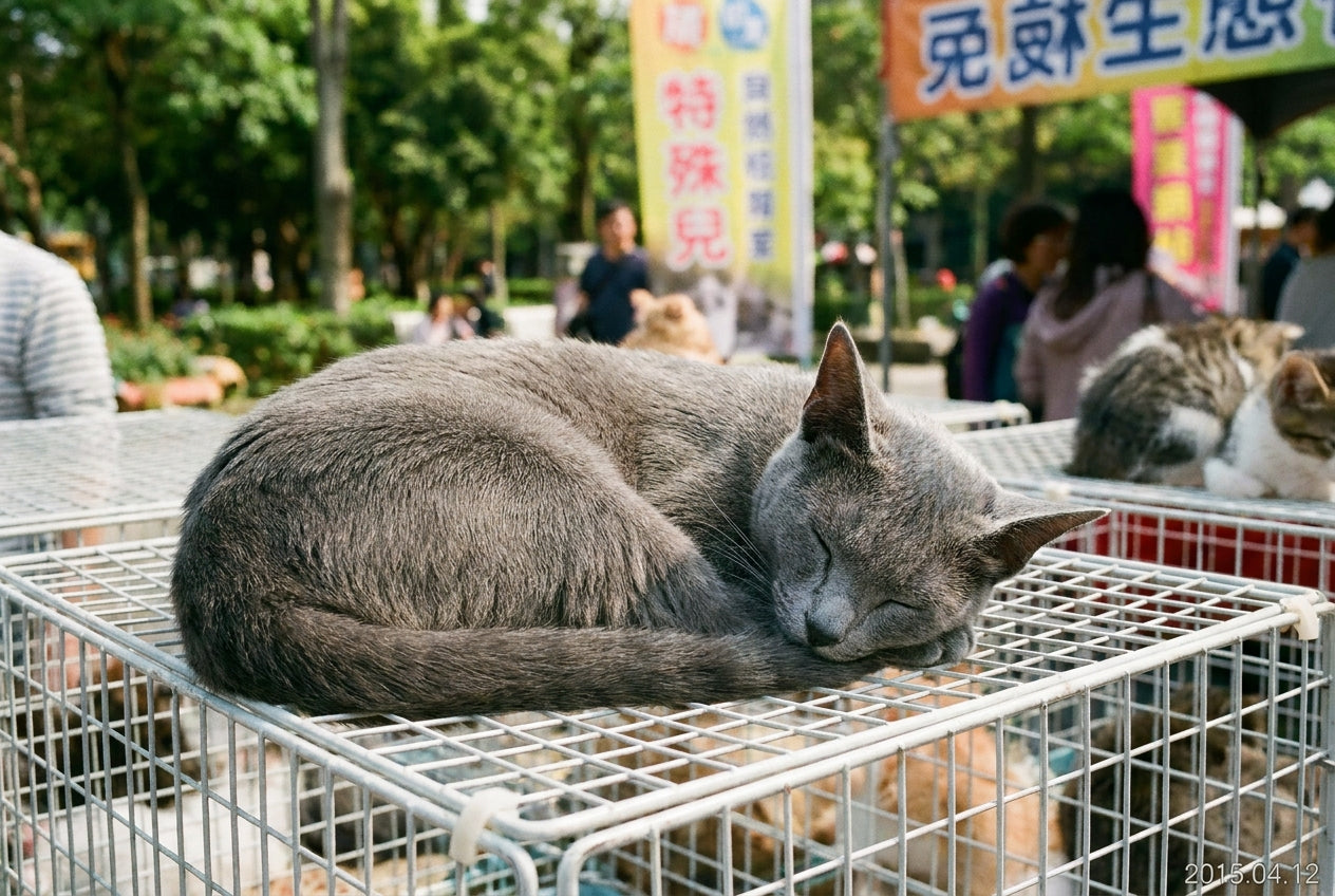貓咪可以吃什麼人類食物？安全食物與禁忌食物完整清單｜毛寶知識站