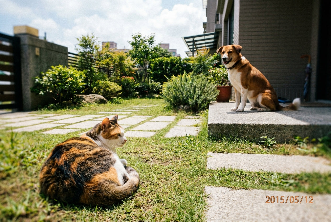 認識犬貓常見寄生蟲：跳蚤、壁蝨、心絲蟲預防全攻略｜毛寶知識站