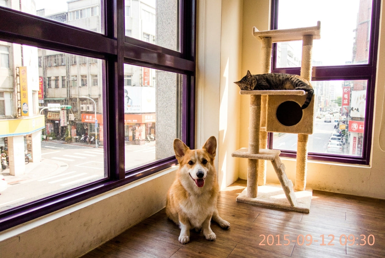 第一次養狗就上手：新手飼主完整入門指南（2026更新版）｜毛寶知識站