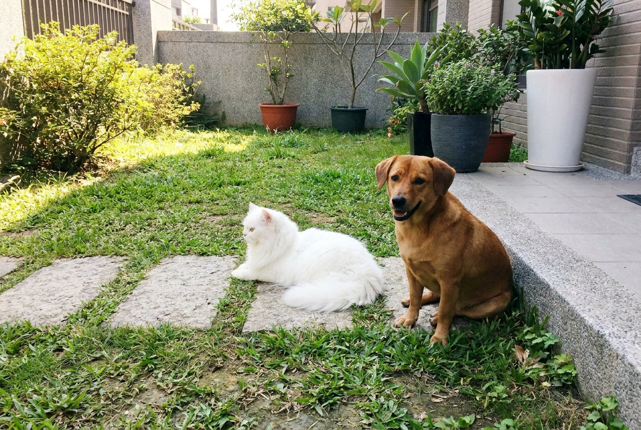 認識犬貓常見寄生蟲：跳蚤、壁蝨、心絲蟲預防全攻略｜毛寶知識站