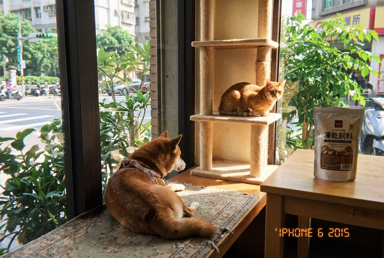凍乾飼料是什麼？完整解析凍乾的營養價值、餵食方式與選購指南｜毛寶知識站