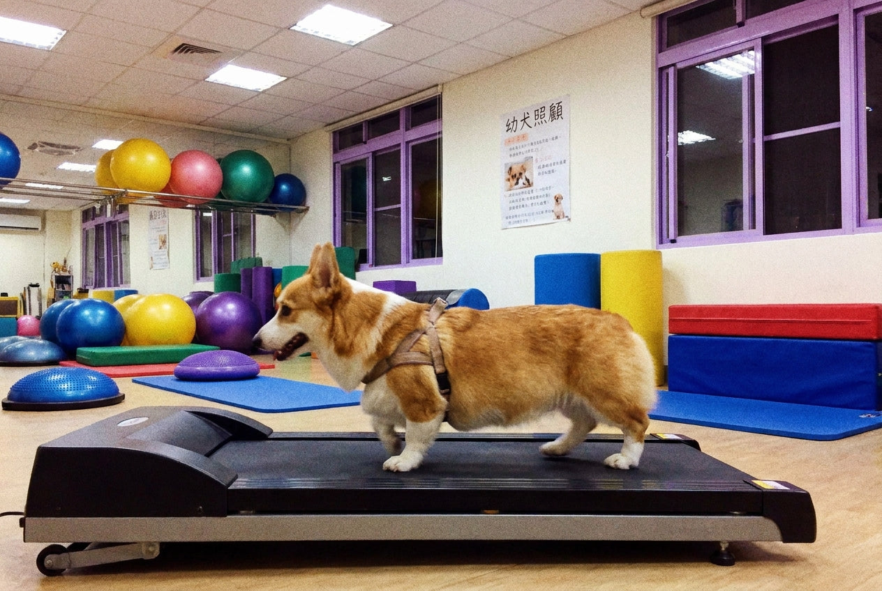 幼犬到家第一週：每日行程安排與注意事項｜毛寶知識站