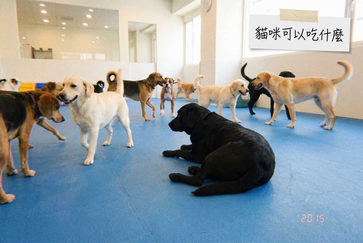 貓咪可以吃什麼人類食物？安全食物與禁忌食物完整清單｜毛寶知識站