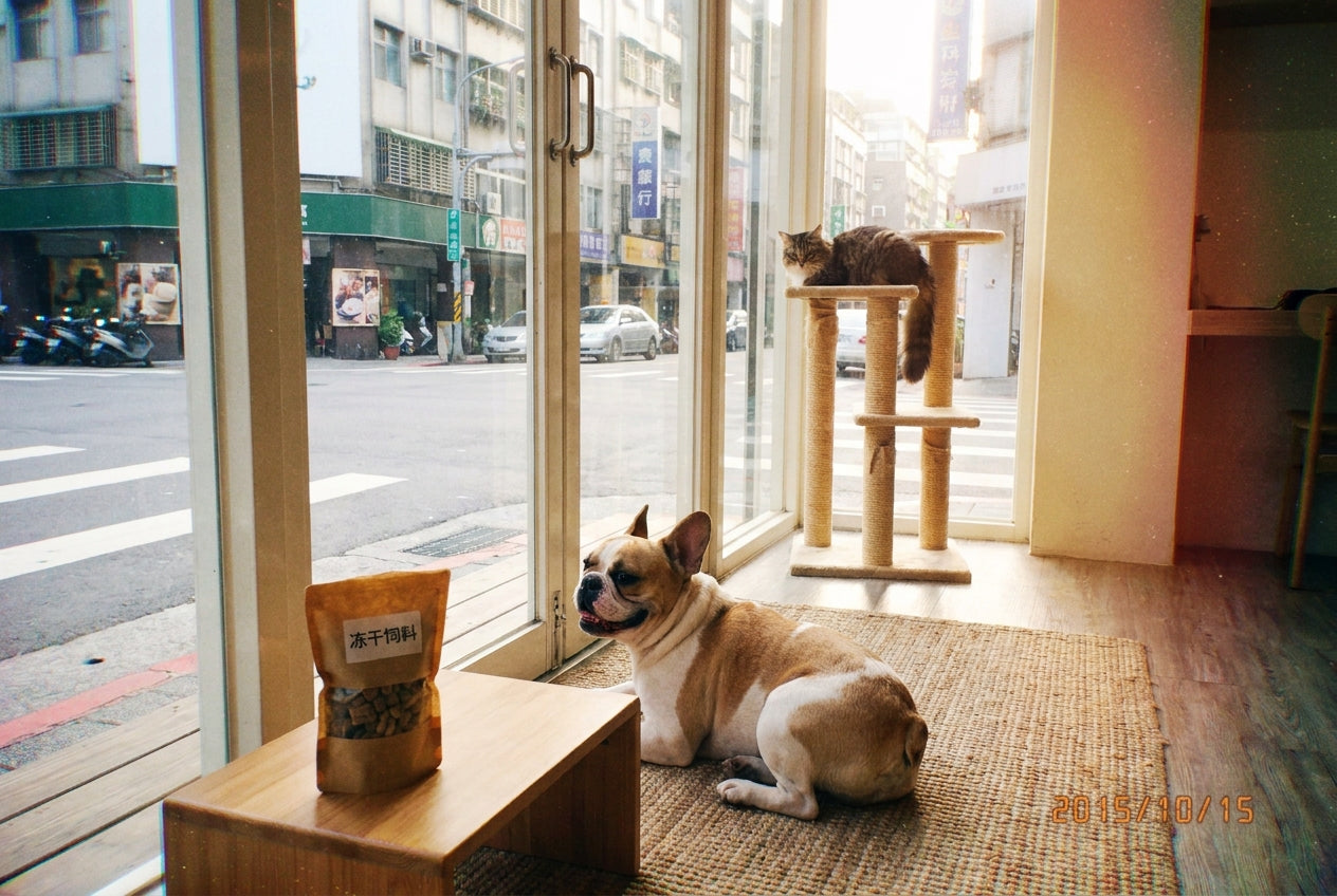 凍乾飼料是什麼？完整解析凍乾的營養價值、餵食方式與選購指南｜毛寶知識站