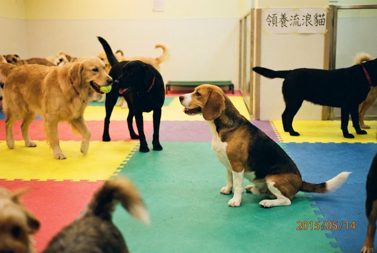 收編浪浪完整指南：從救援到融入家庭的全過程｜毛寶知識站