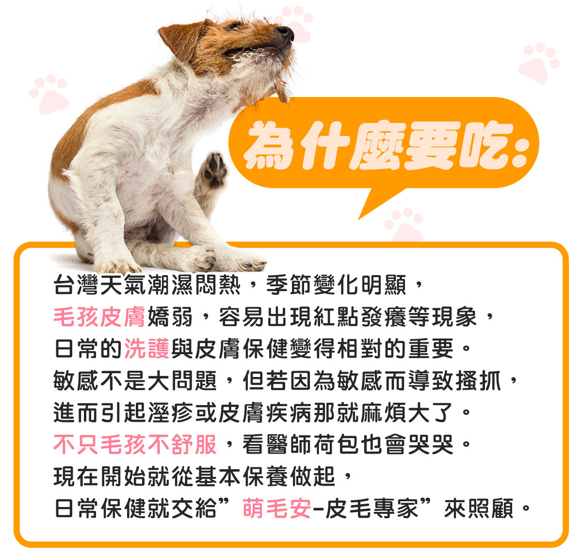 毛寶優品PetSelect 萌毛安 犬貓皮毛保健食品，有效改善毛孩皮膚搔癢、掉毛，恢復毛髮健康光澤。ANN安系列寵物保健。