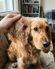 Sophia｜可可（可卡犬 4歲）